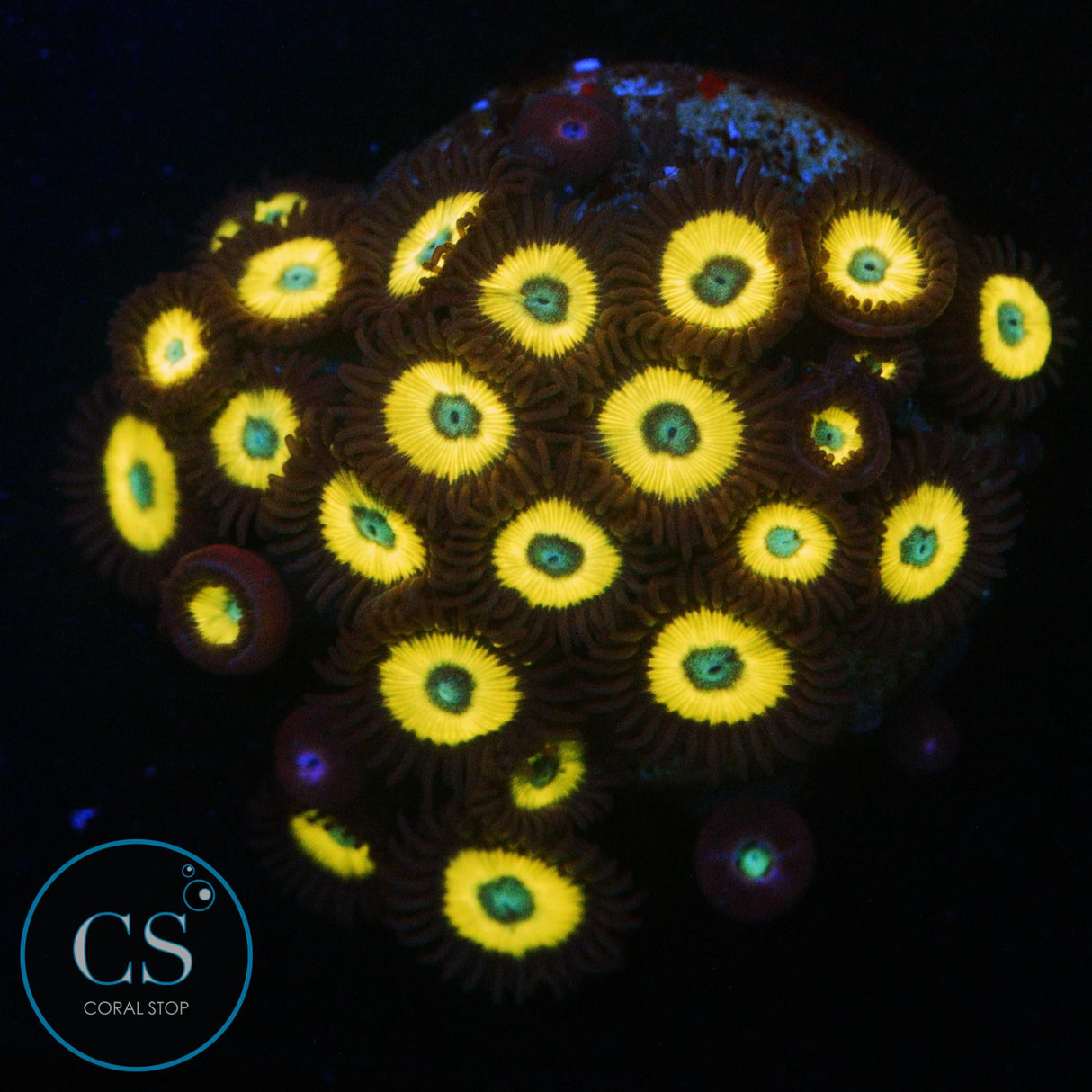 BELLADONNA ZOA