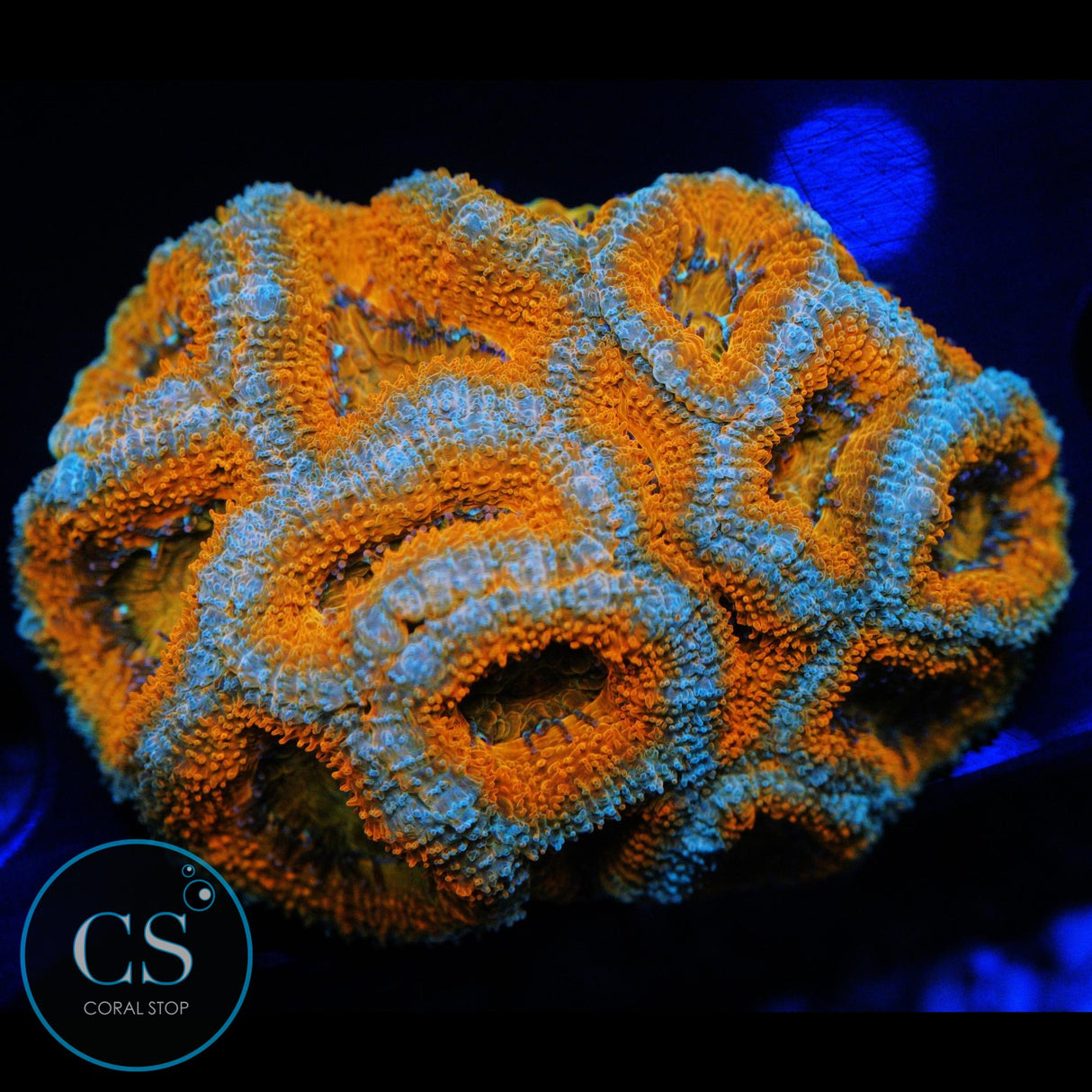 ORANGE DELIGHT ACAN COLONY