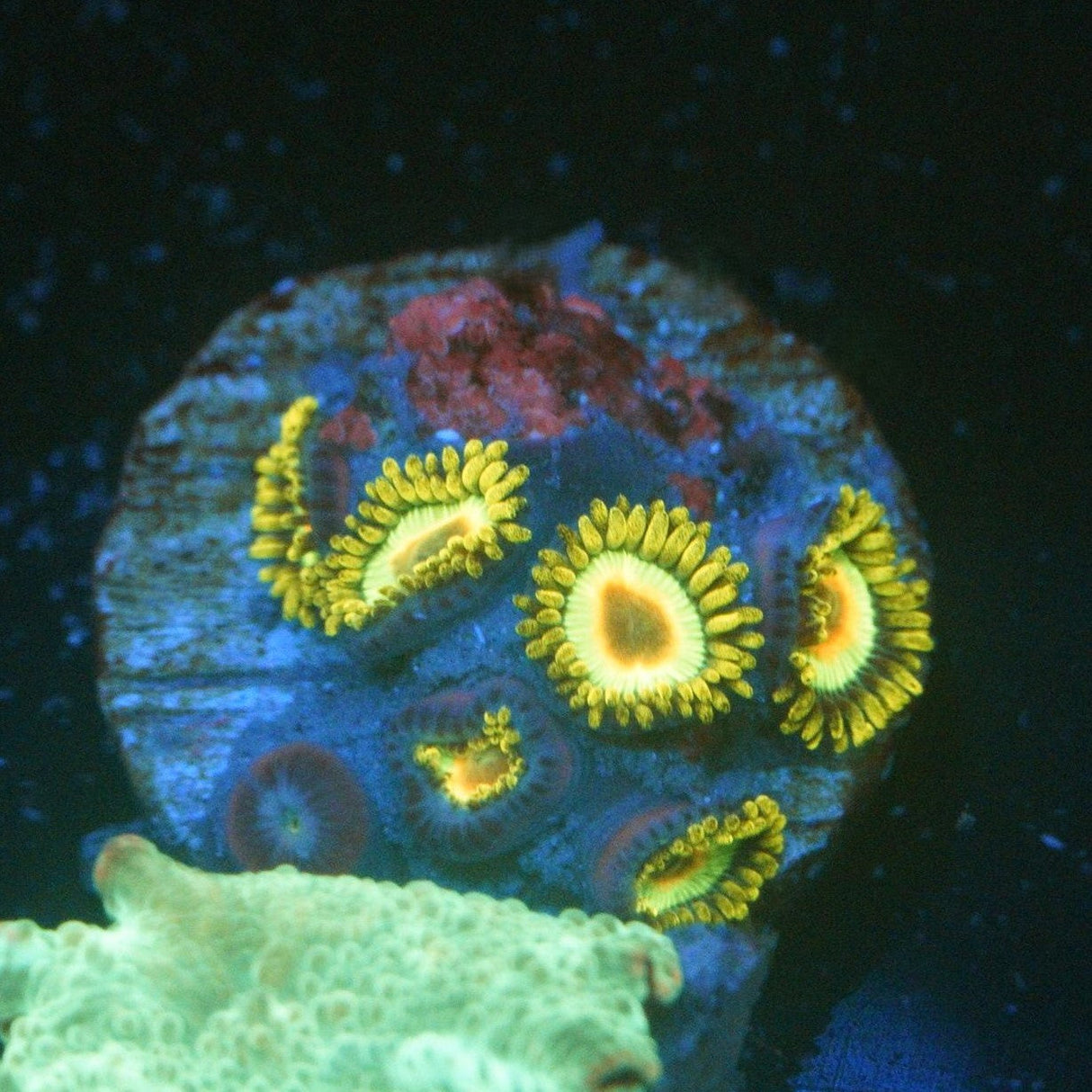 RASTA ZOA