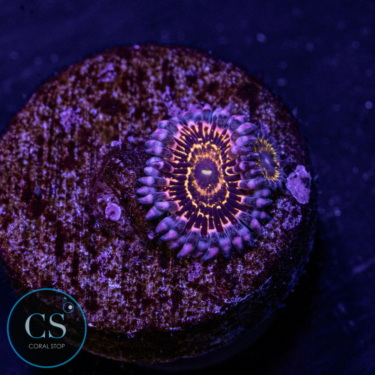 Stratosphere Zoa