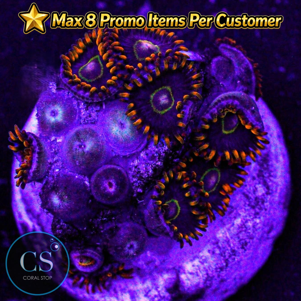 Rainbow Hornet Zoa