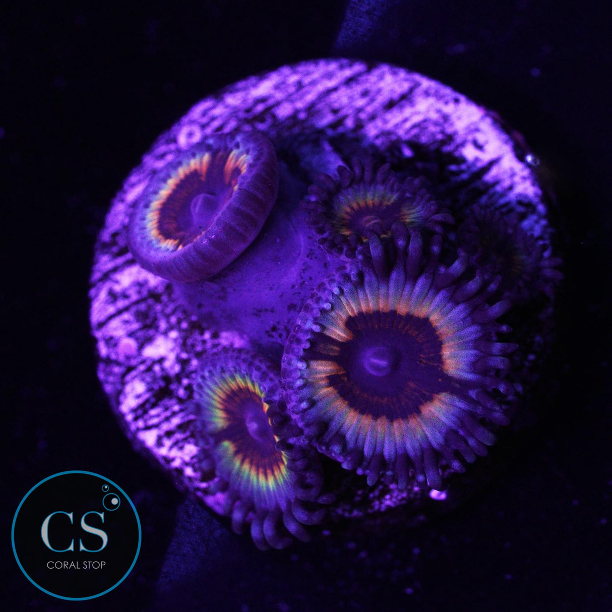 Sonic Flare Zoa