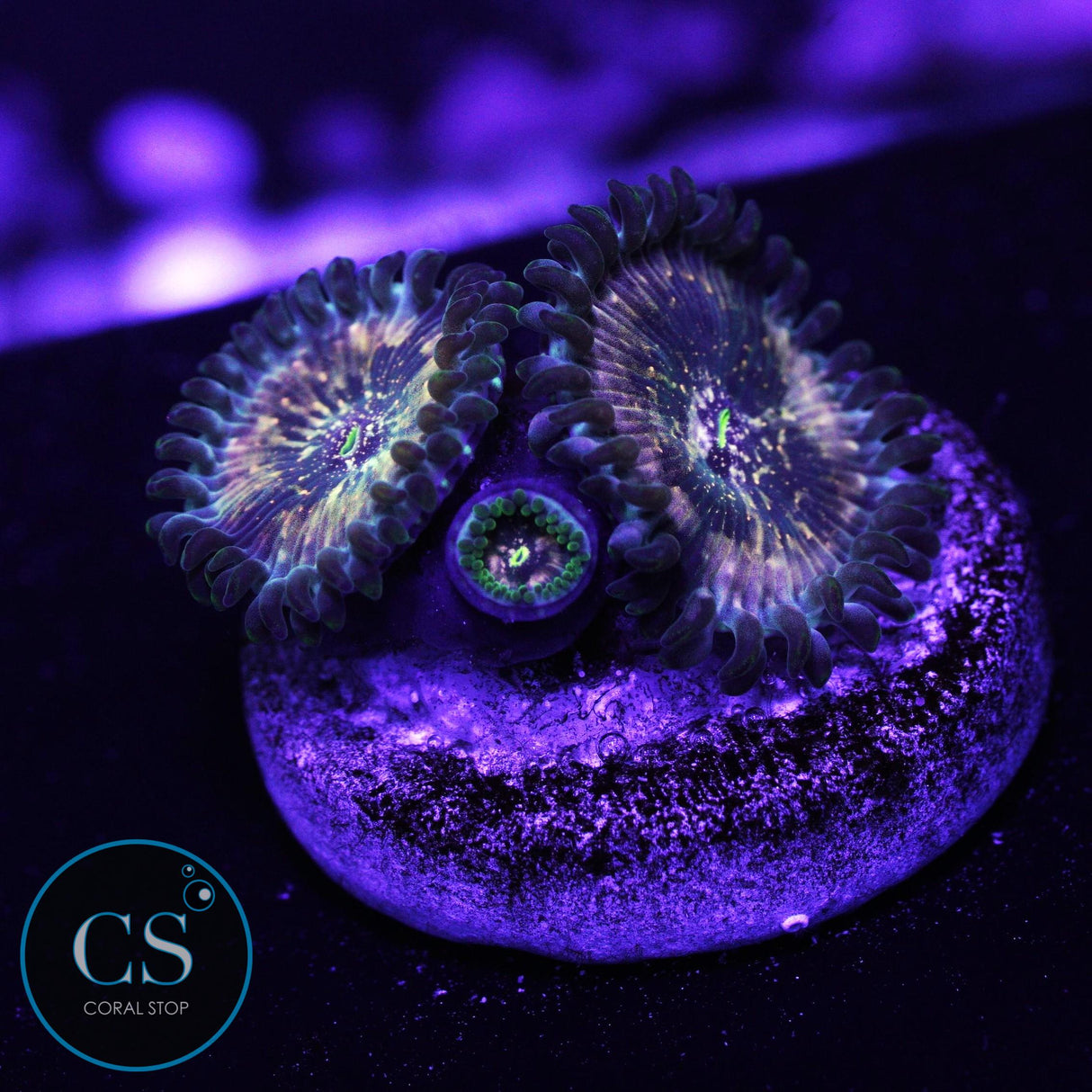 Hawaiian Ding Dang Zoa