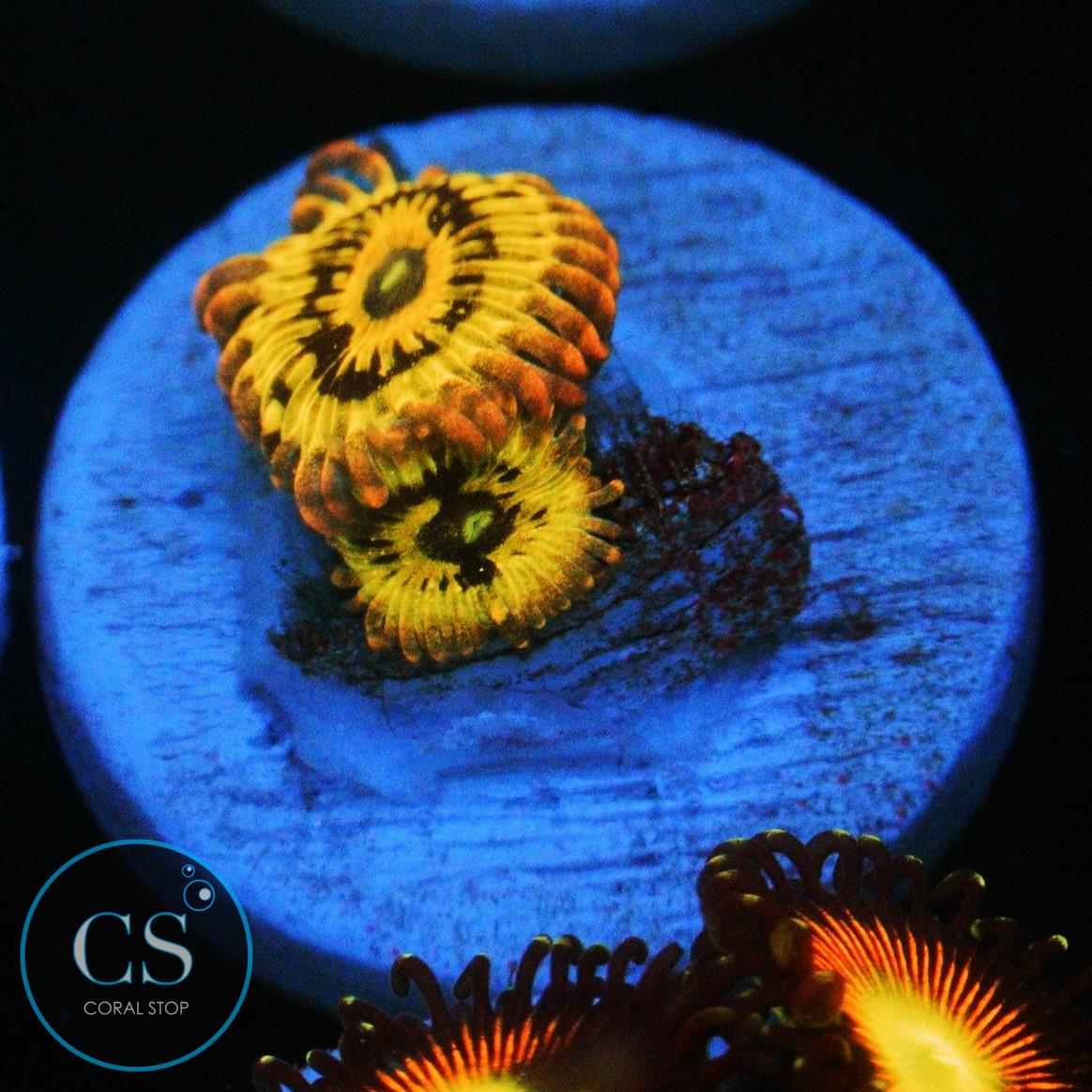 STRATOCASTER ZOA