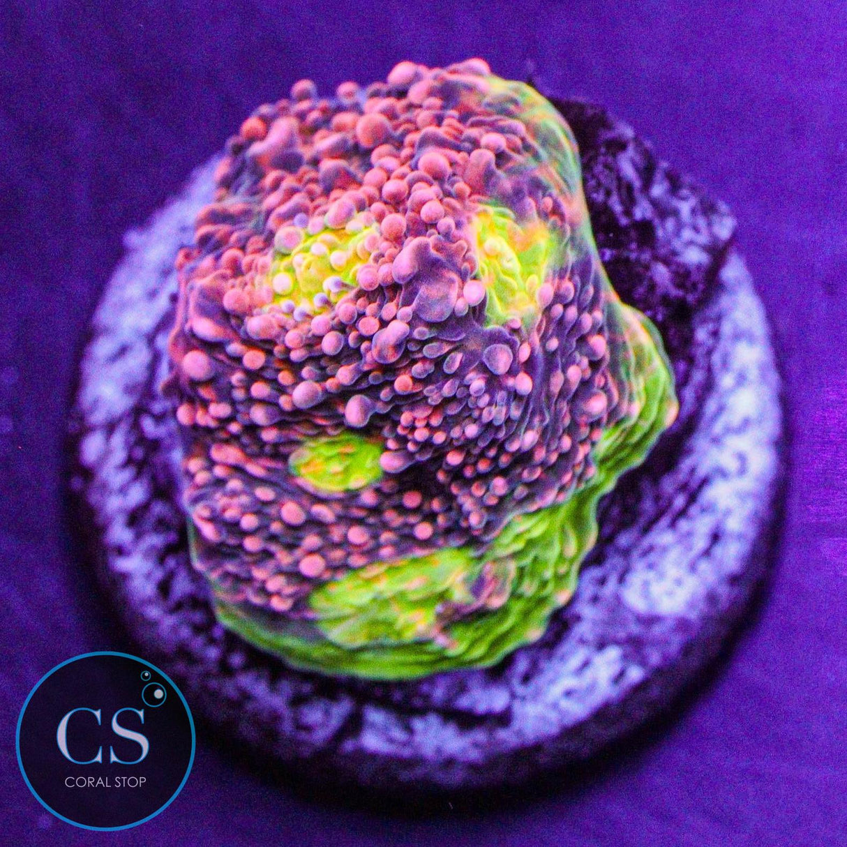 Watermelon Chalice