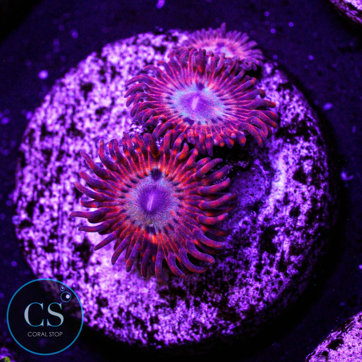 Utter Peace Zoa