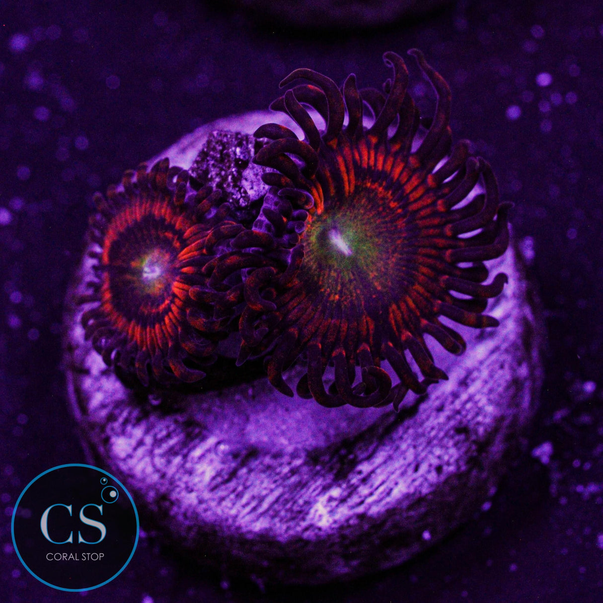 CS Charizard Zoa
