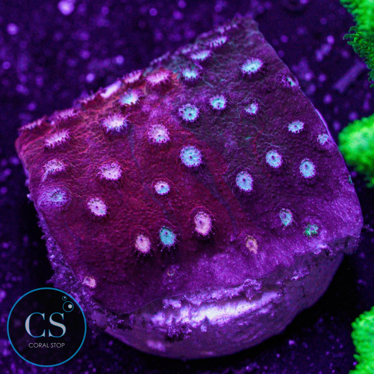 JF Fender Bender Cyphastrea