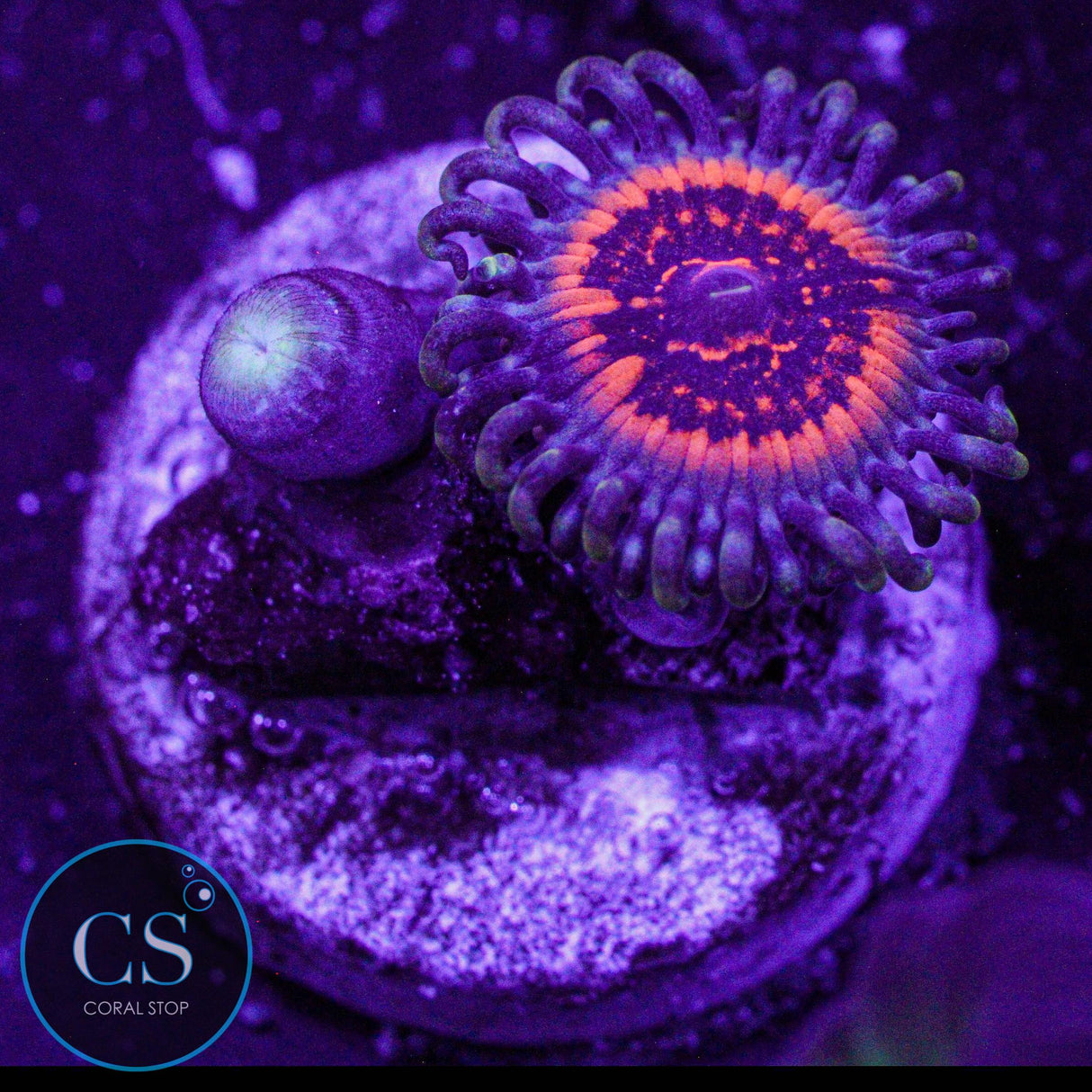 Devils Armor Zoa