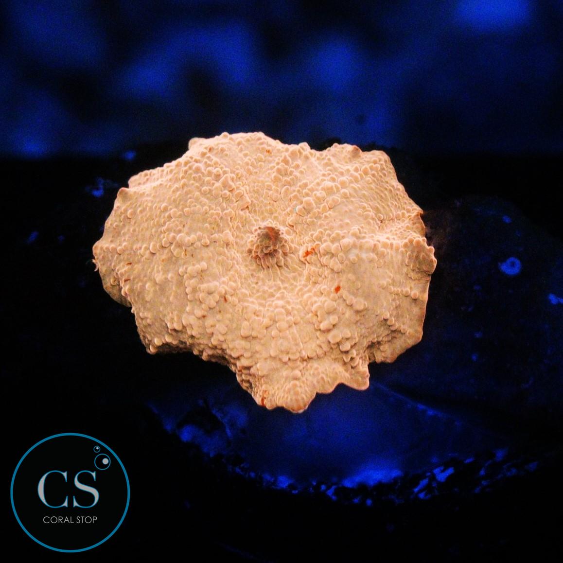POLETTI JAWBREAKER MUSHROOM
