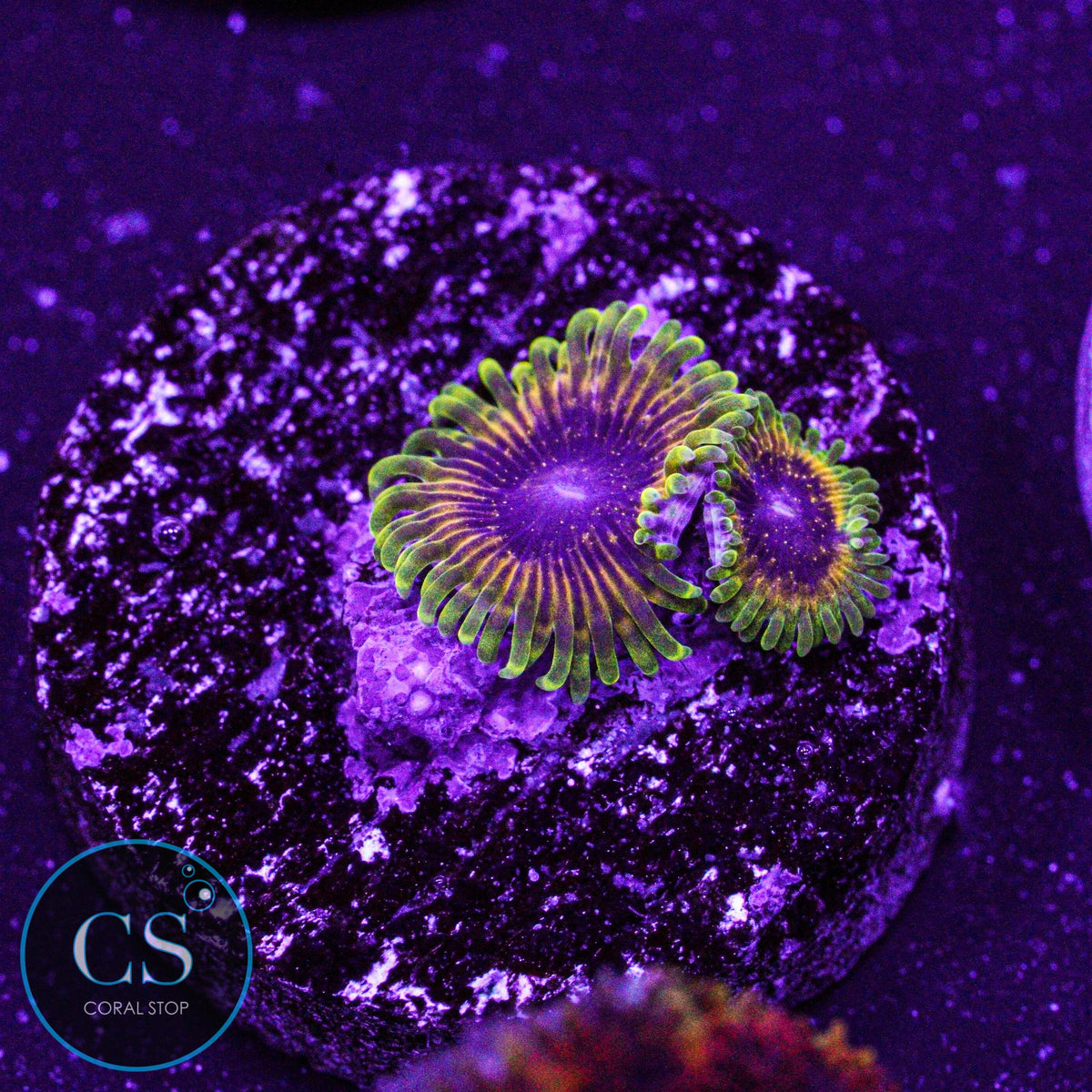 Golden Leopard Zoa