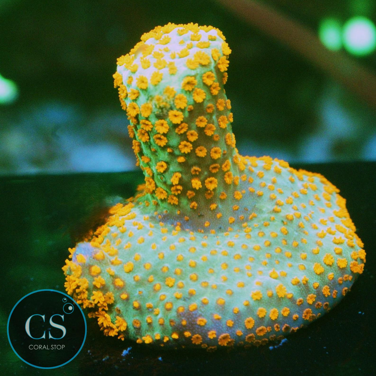 BUBBLEGUM DIGITATA