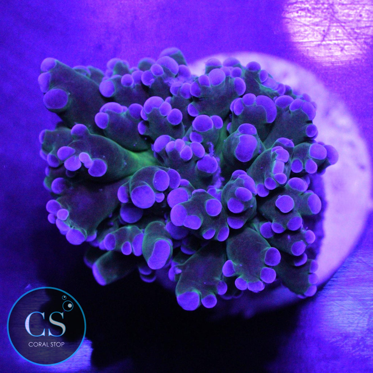 DARK OG BICOLOR FROGSPAWN