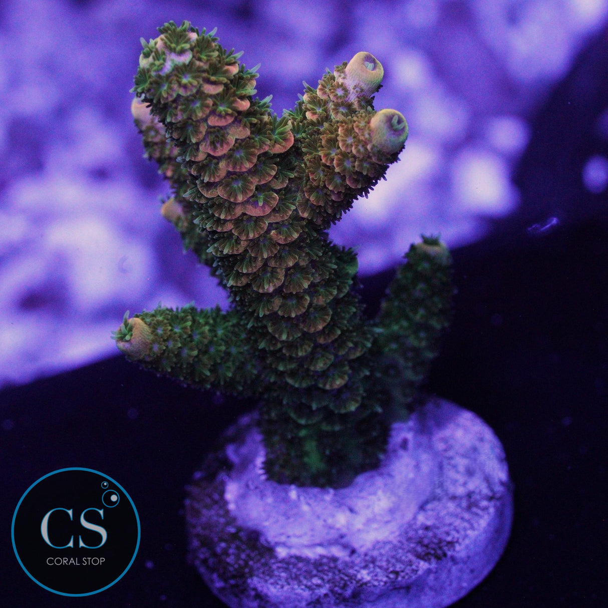 JF SOLAR FLARE MILLI