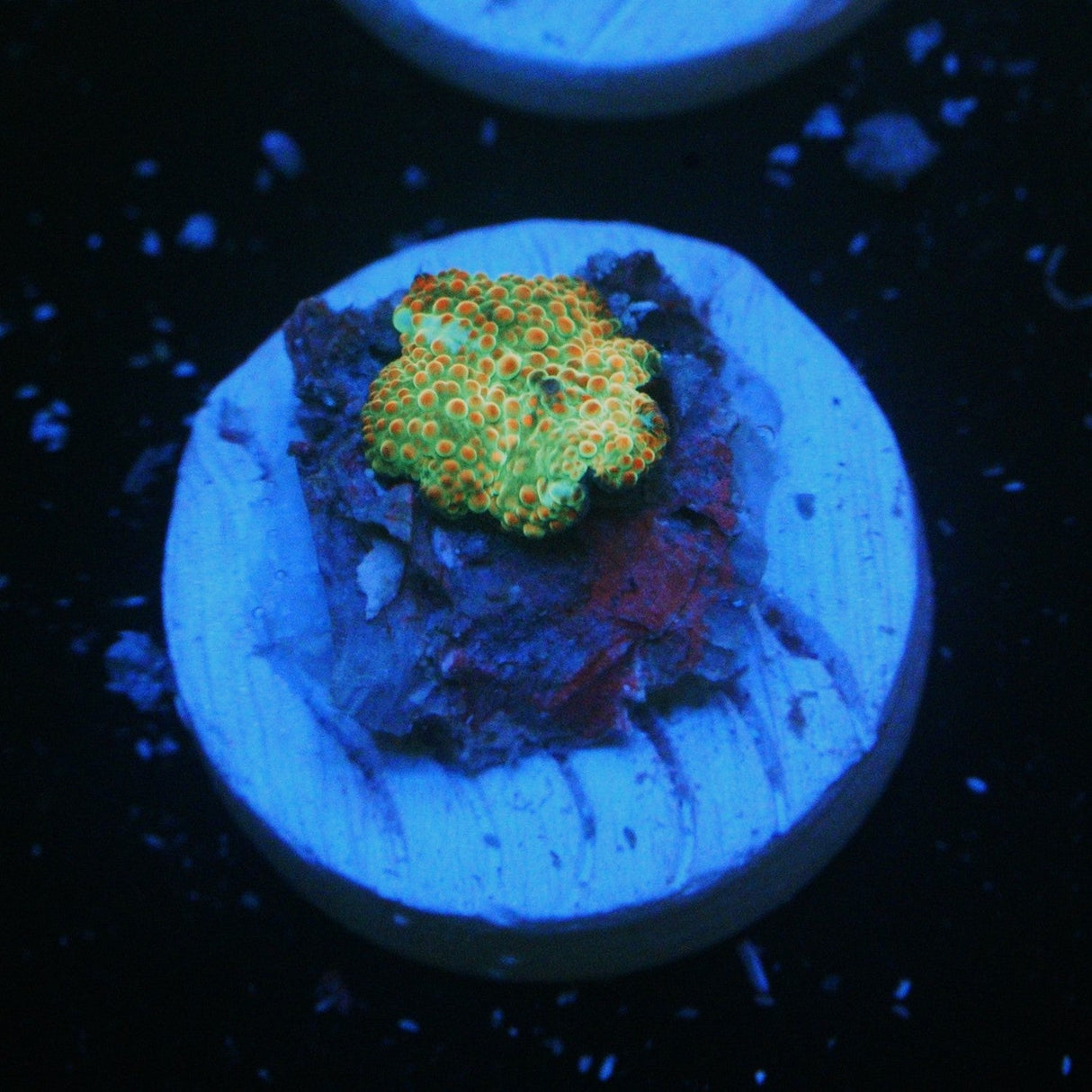 RAINBOW ACTINODISCUS MUSHROOM