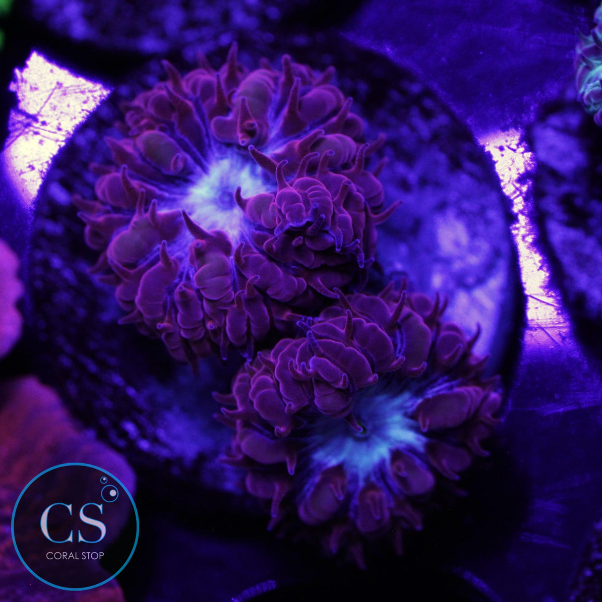 CS MIDNIGHT ICE BLASTO