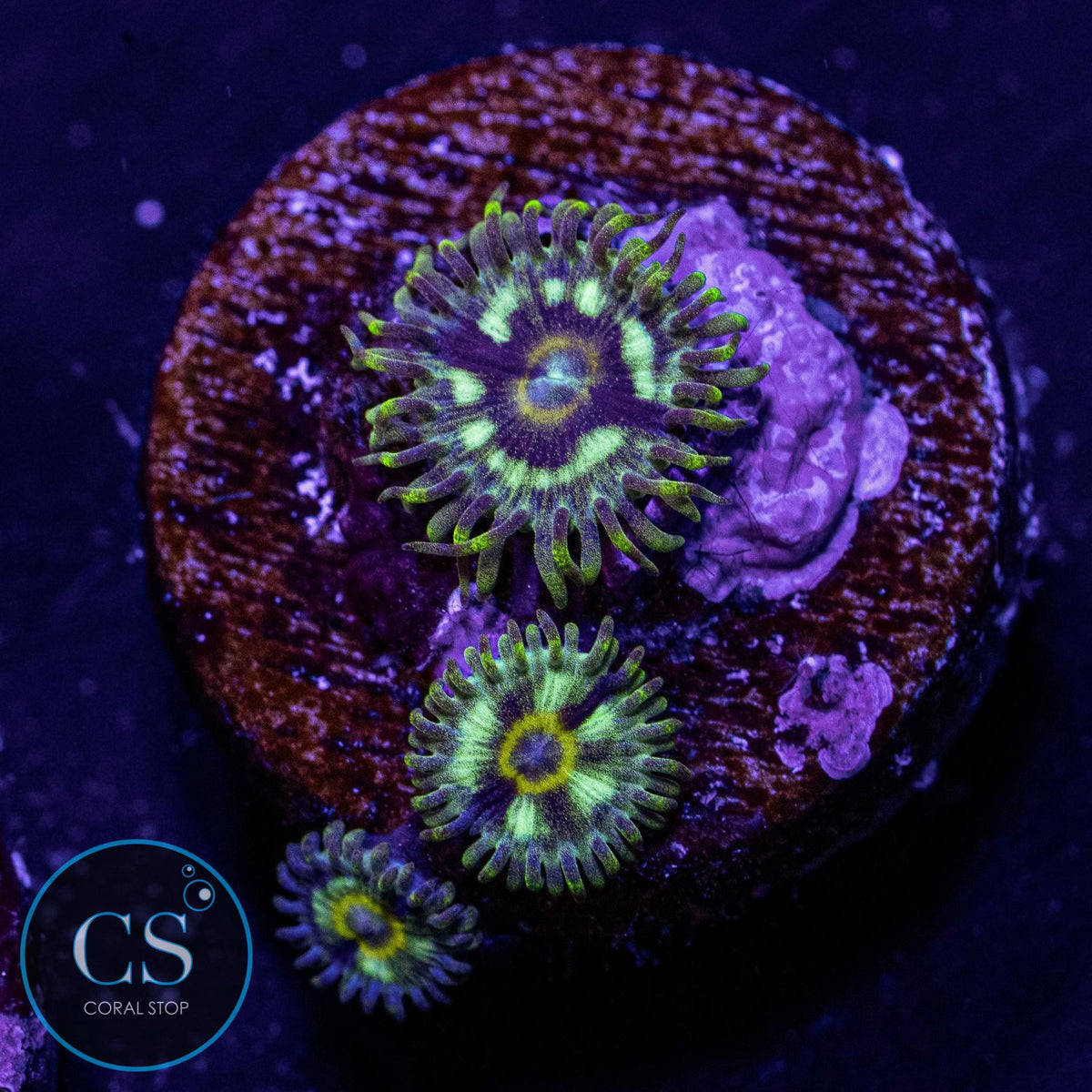 Spectral Hornet Zoa