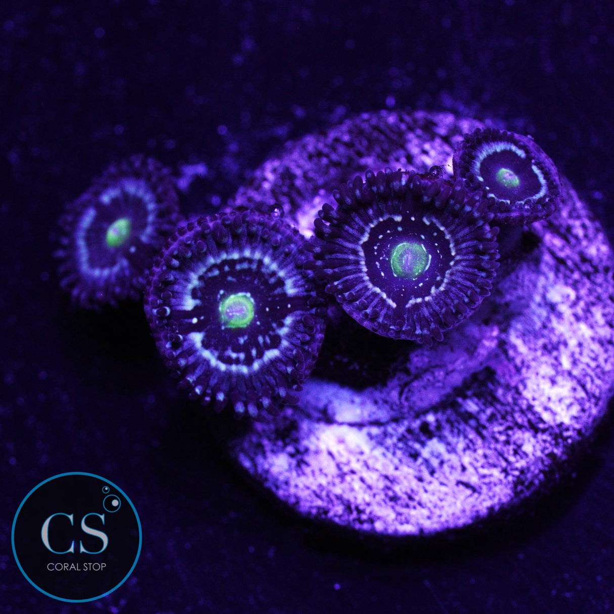 Blue Lagoon Zoa