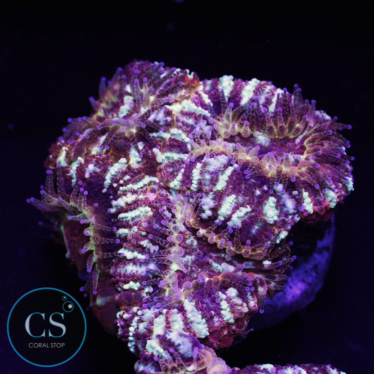 Crime Scene Asian Acan