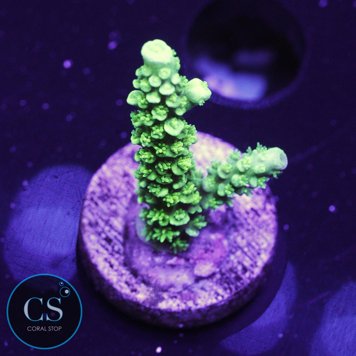 BC Glowstick Acropora