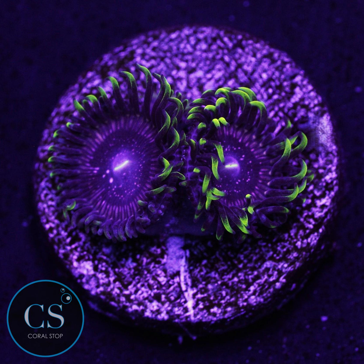 WWC Black Orchid Zoa