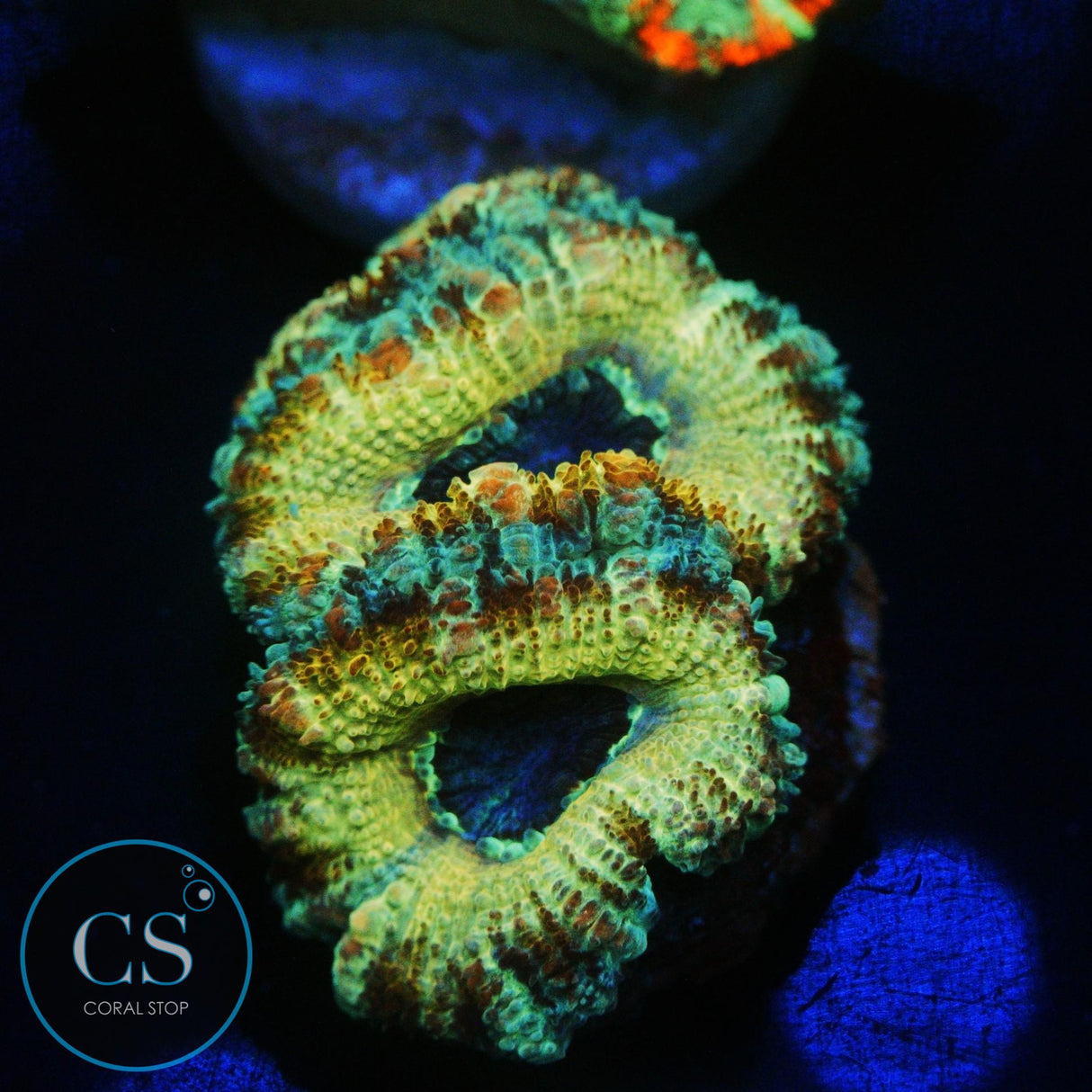 YELLOW HORNET ACAN
