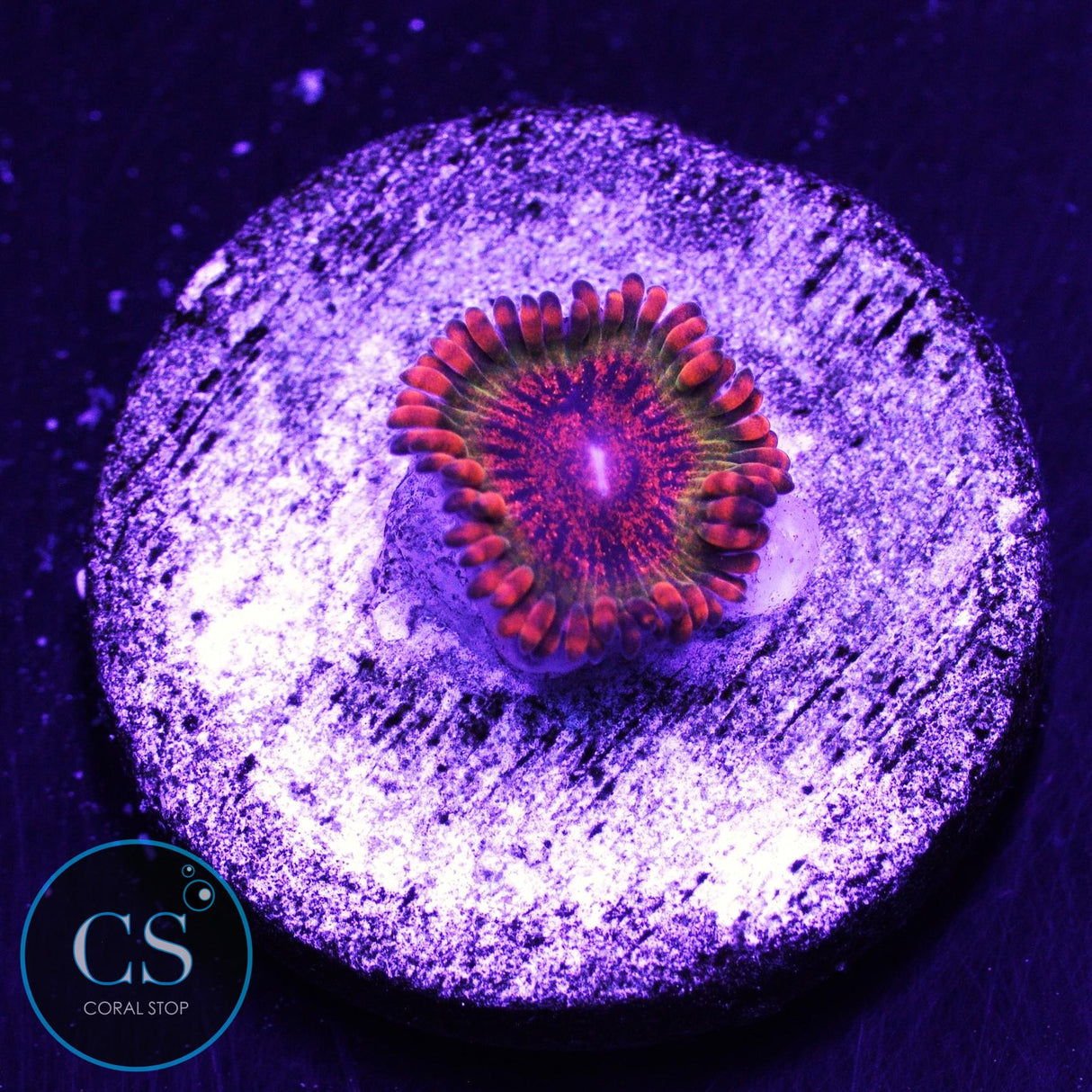 Speckled Krakatoa Zoa