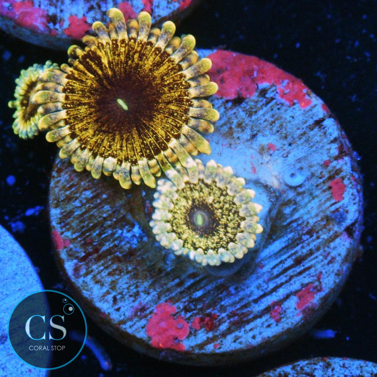 SOLAR CIRCUS ZOA