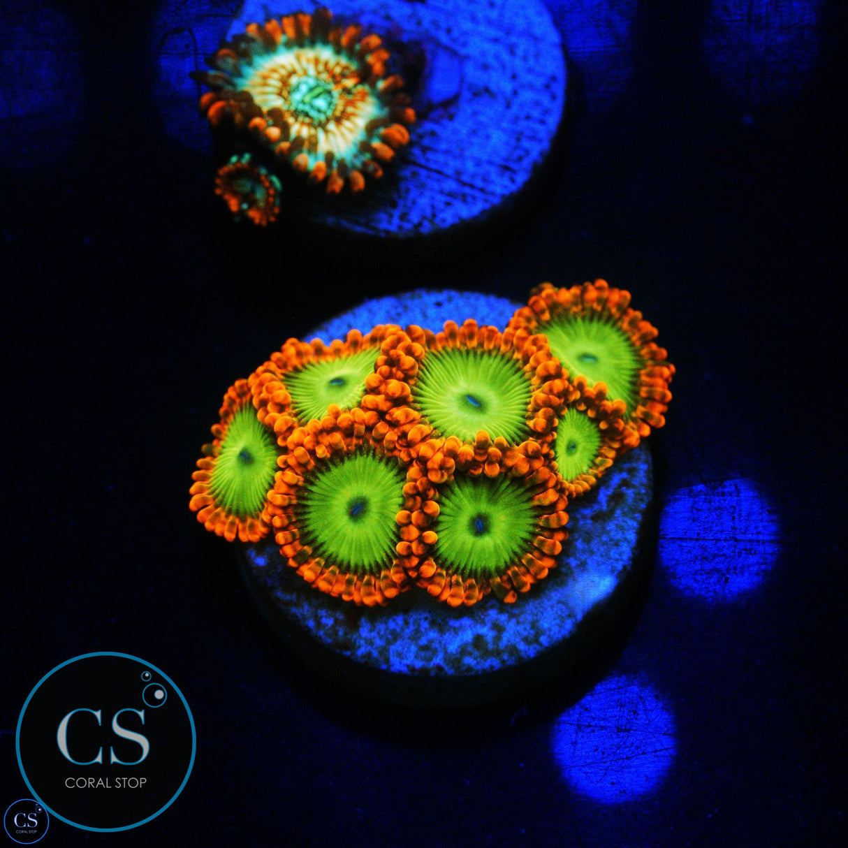 ELECTRIC OOMPA LOOMPA ZOA