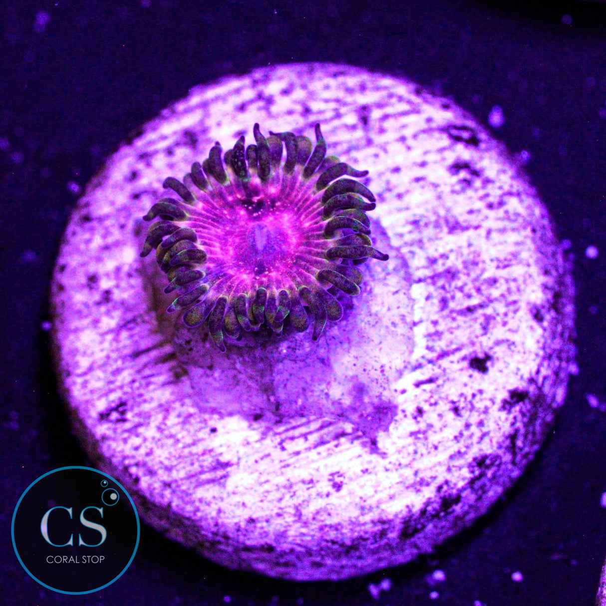 Strawberry Wine Zoa