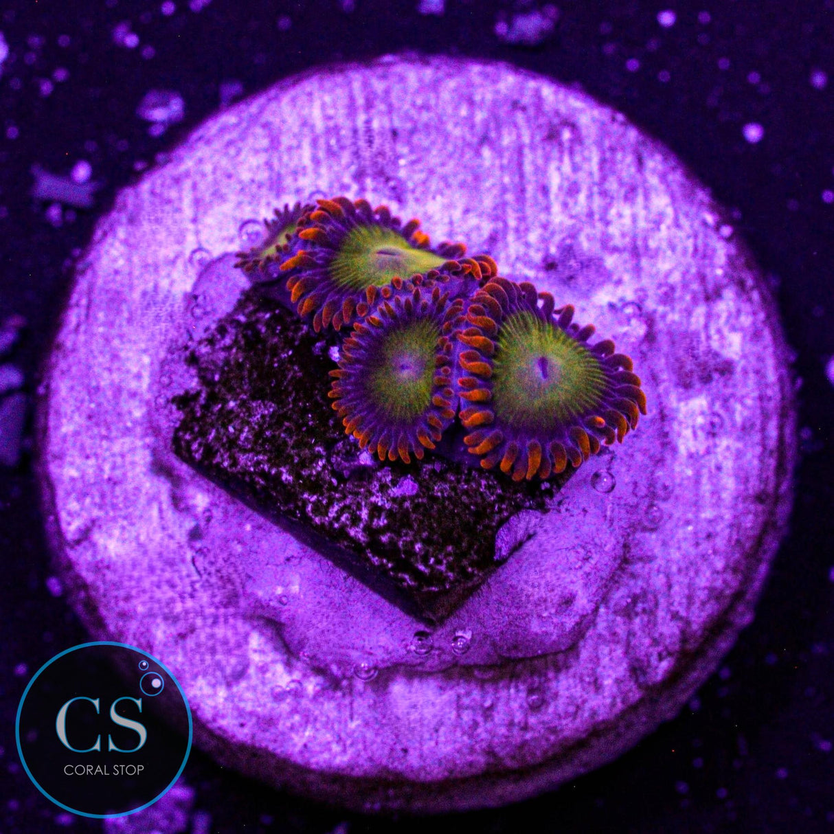 Orange Mandarin Zoa