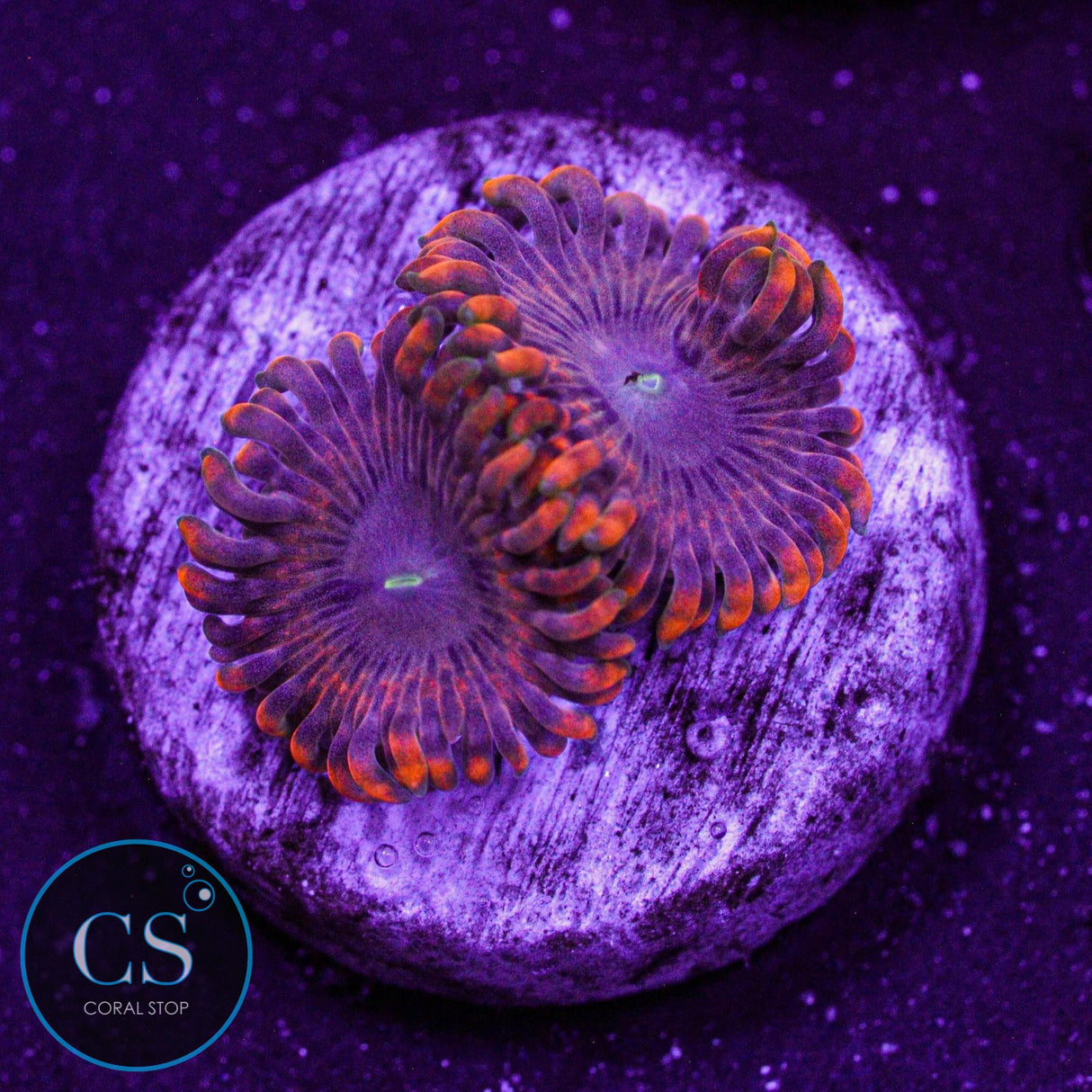 Fairy Fart Zoa