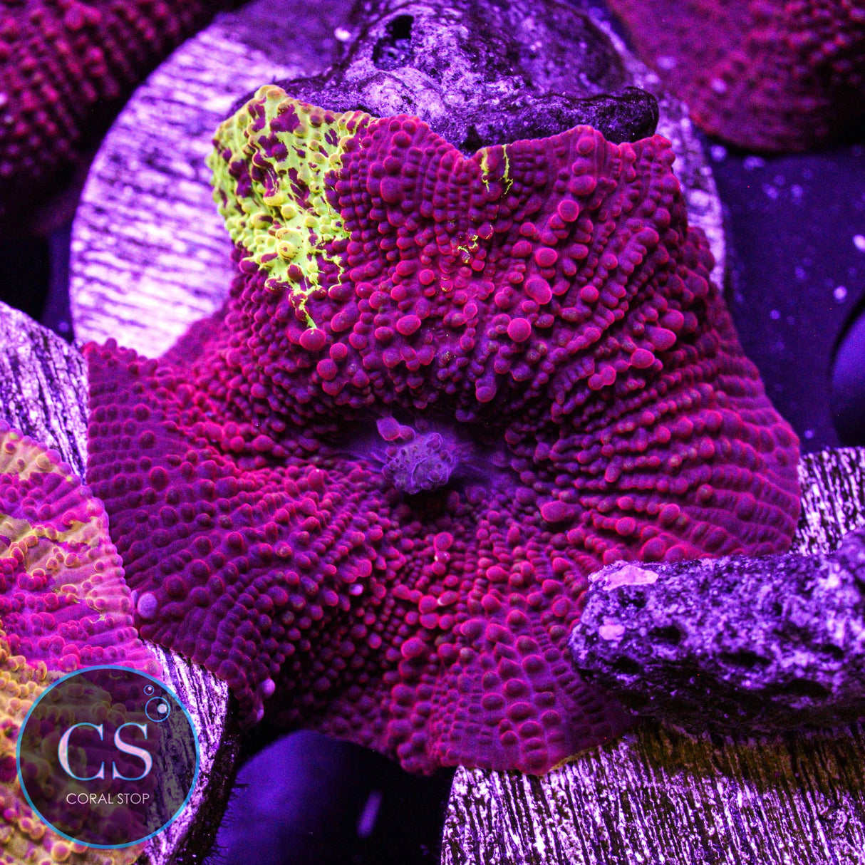Eclectus Jawbreaker Mushroom
