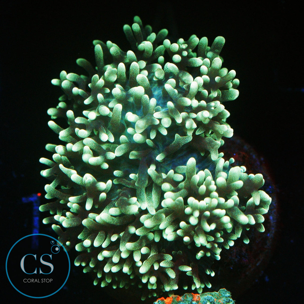 XL HAIRY MUSHROOM CORAL