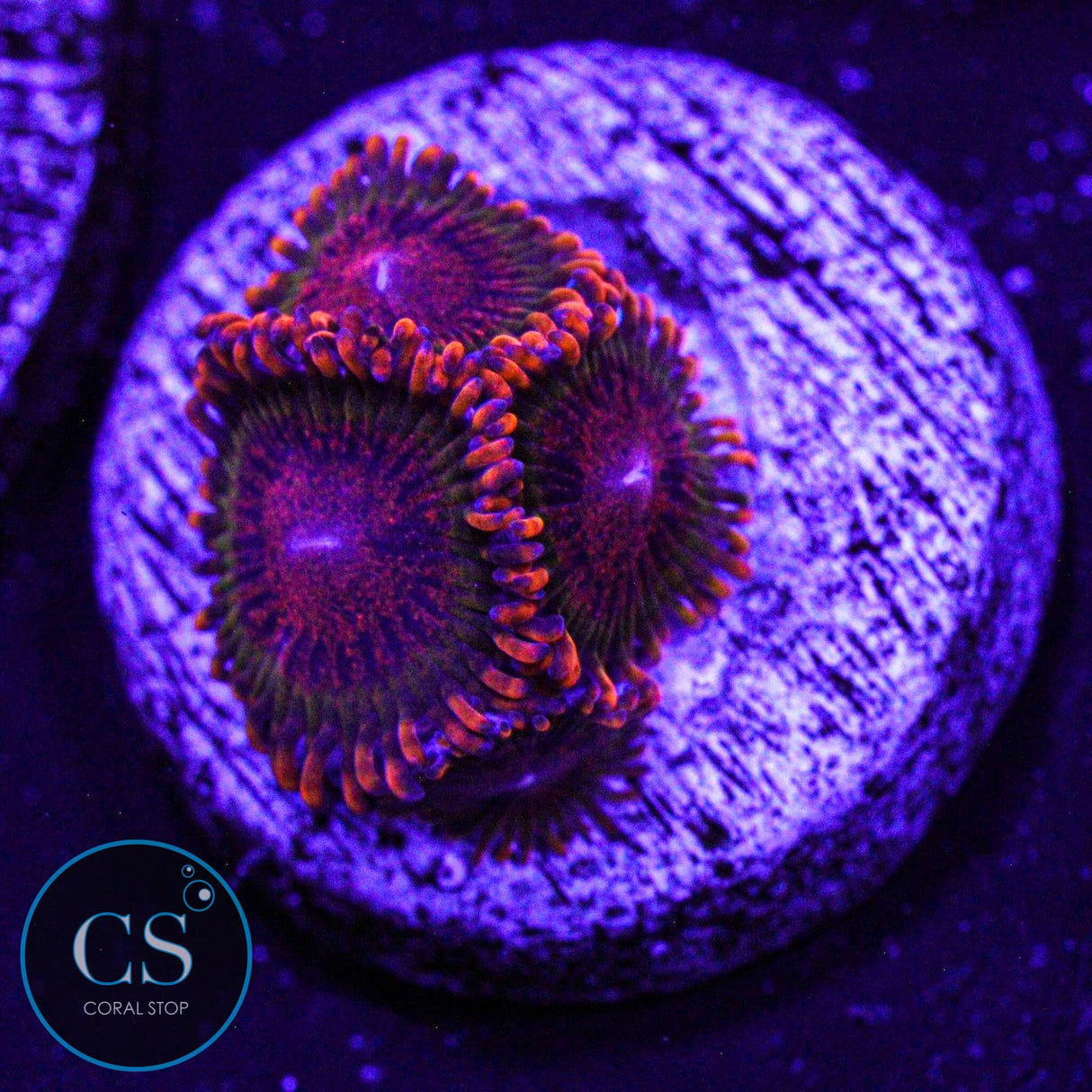 Speckled Krakatoa Zoa