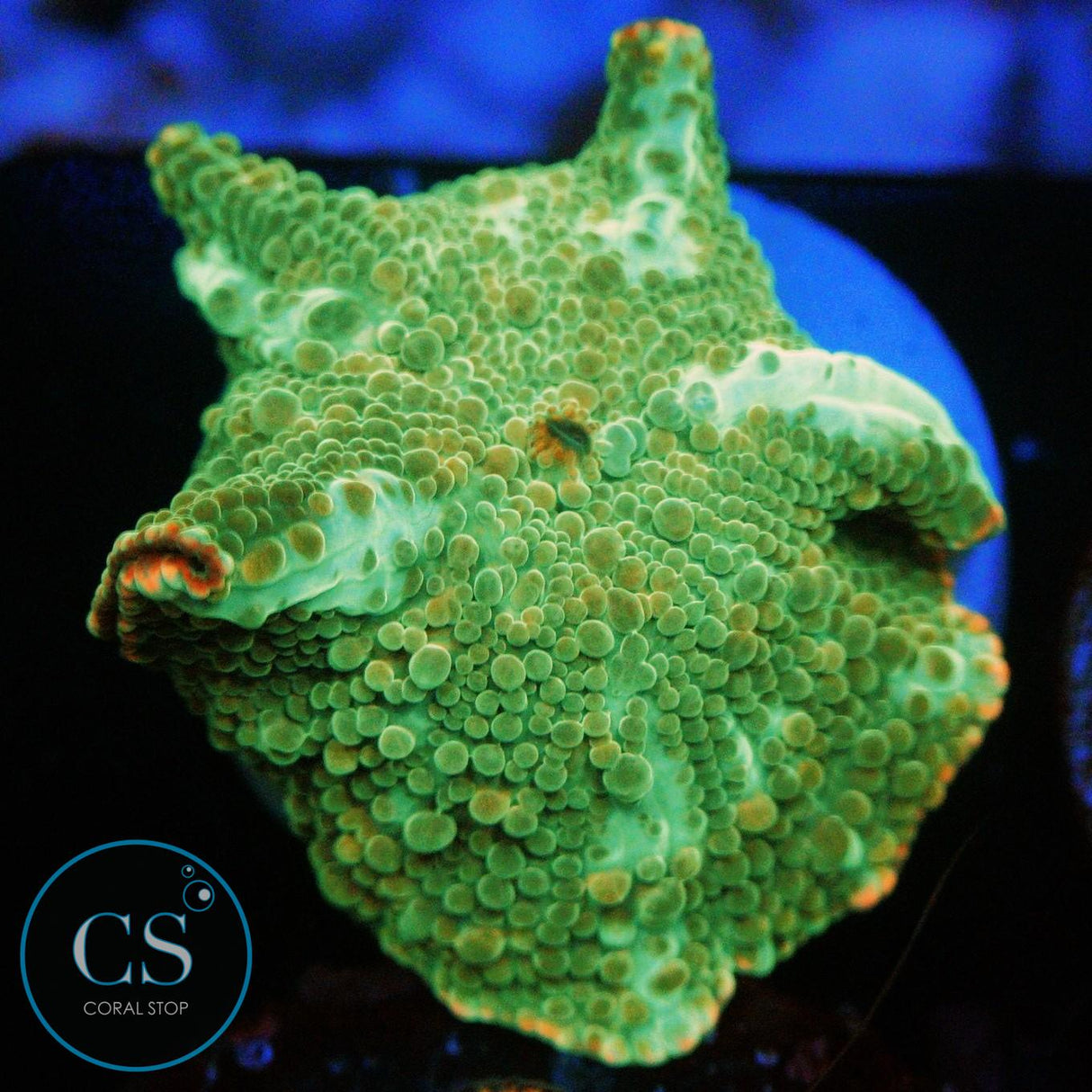 THE GRINCH MUSHROOM