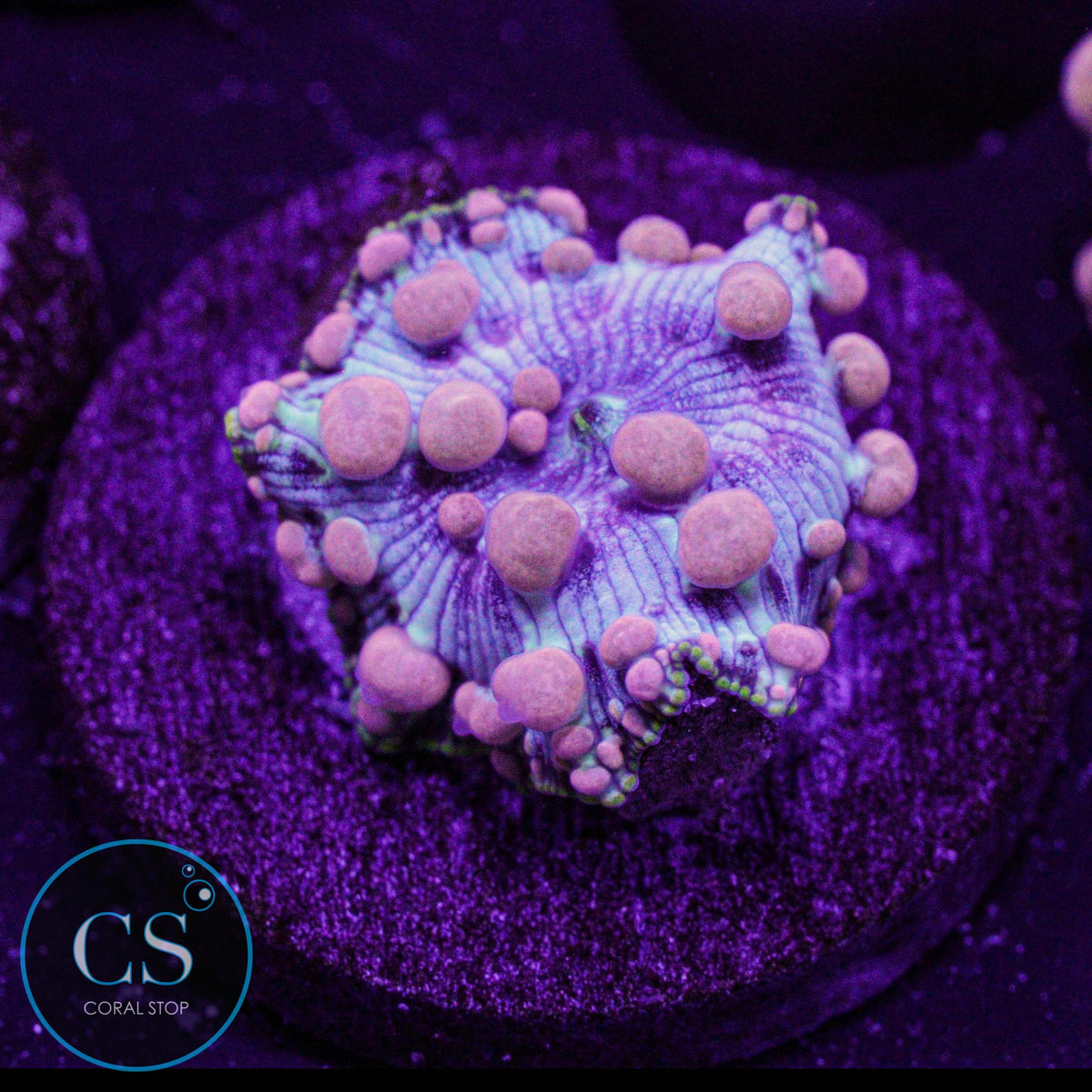 Neptune Bounce Mushroom