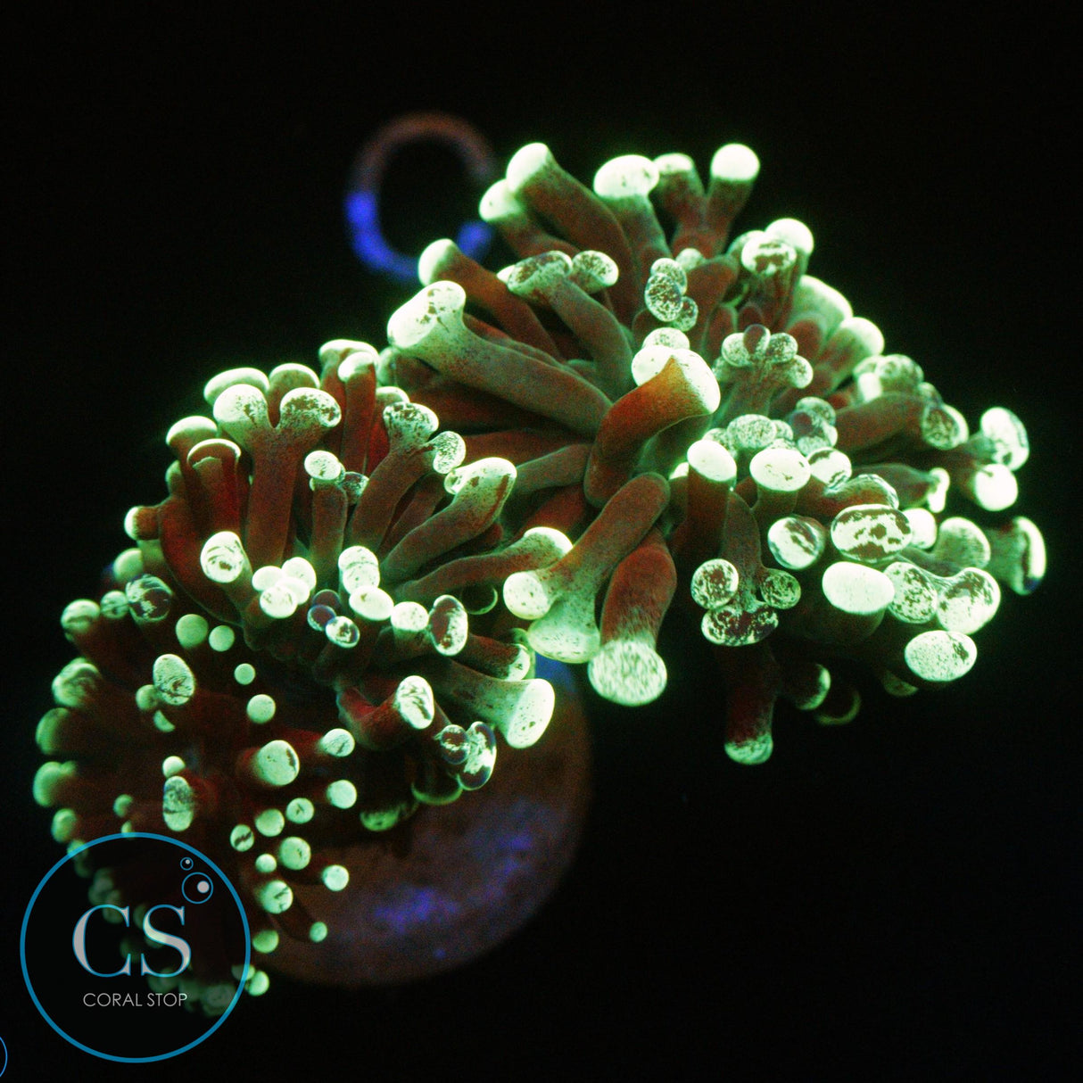3 HEAD GREEN SPLATTER HAMMER