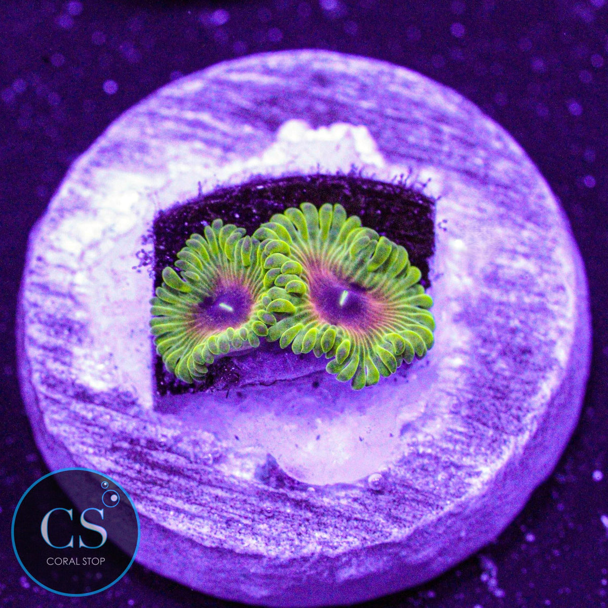 SBB Oscar The Grouch Zoa