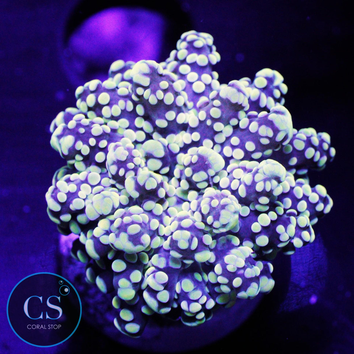 YELLOW TIP YAEYAMAENSIS
