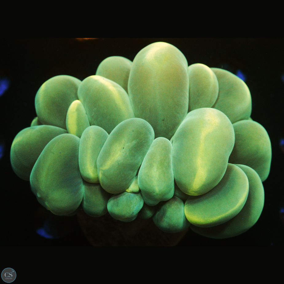 YELLOW STRIPE BUBBLE CORAL