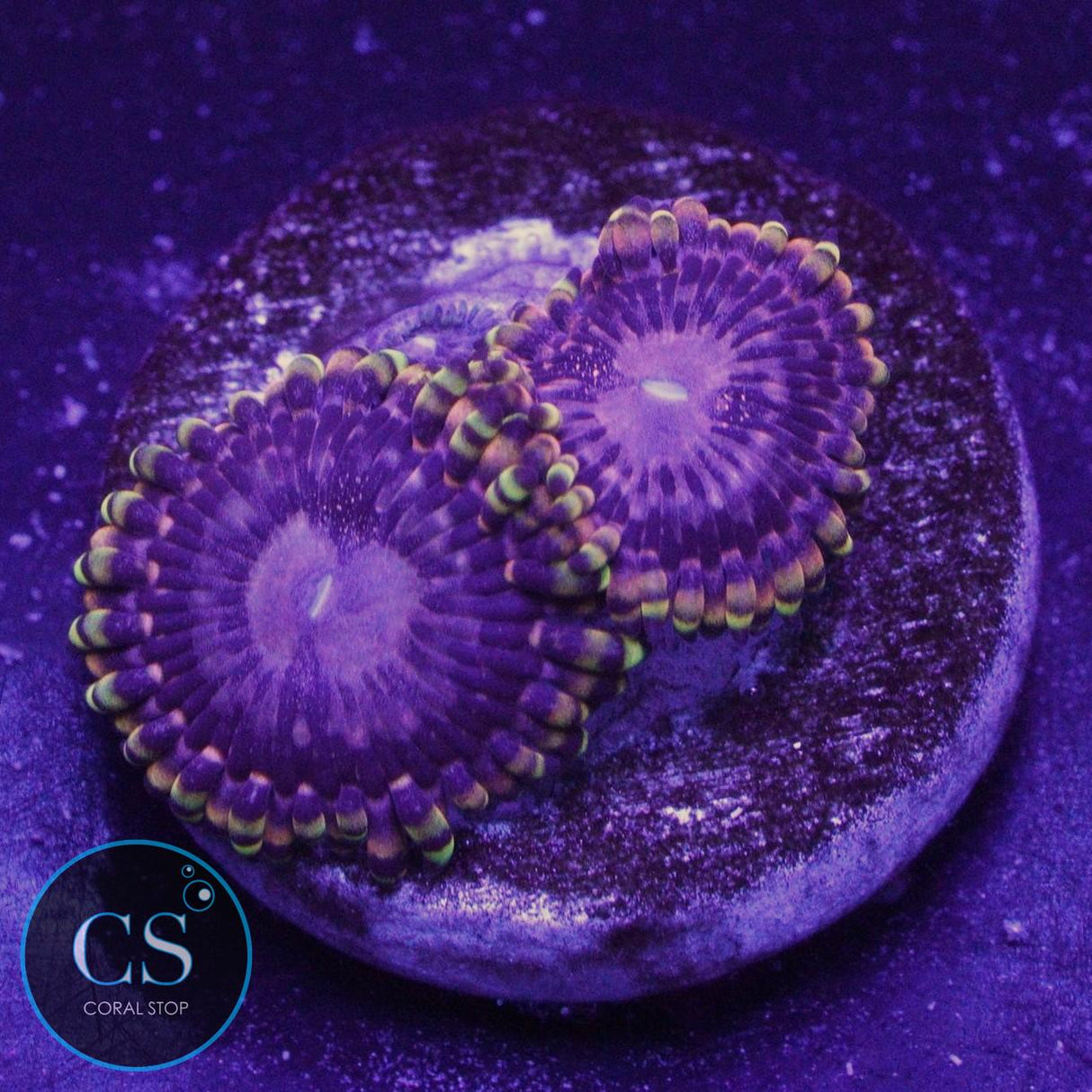 RR KOALA EYE ZOA