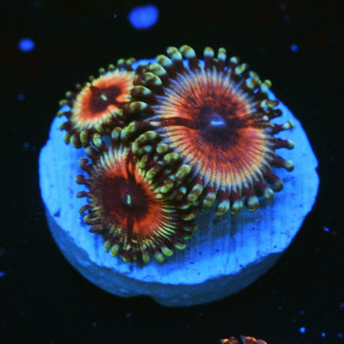 PINK LADY ZOA