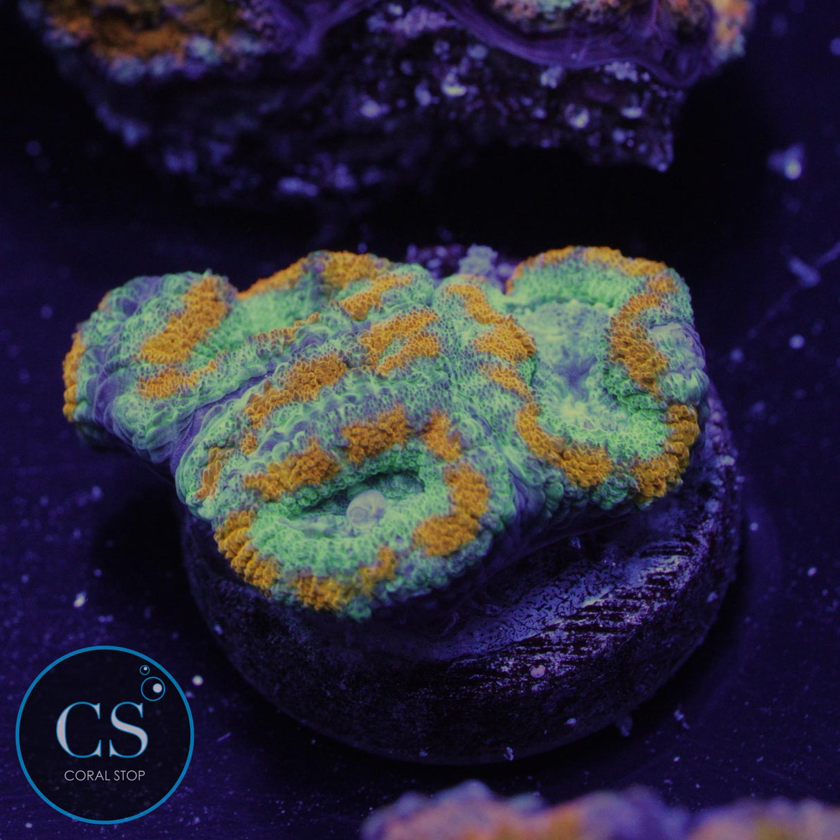 DEMON DUNGEON ASIAN ACAN