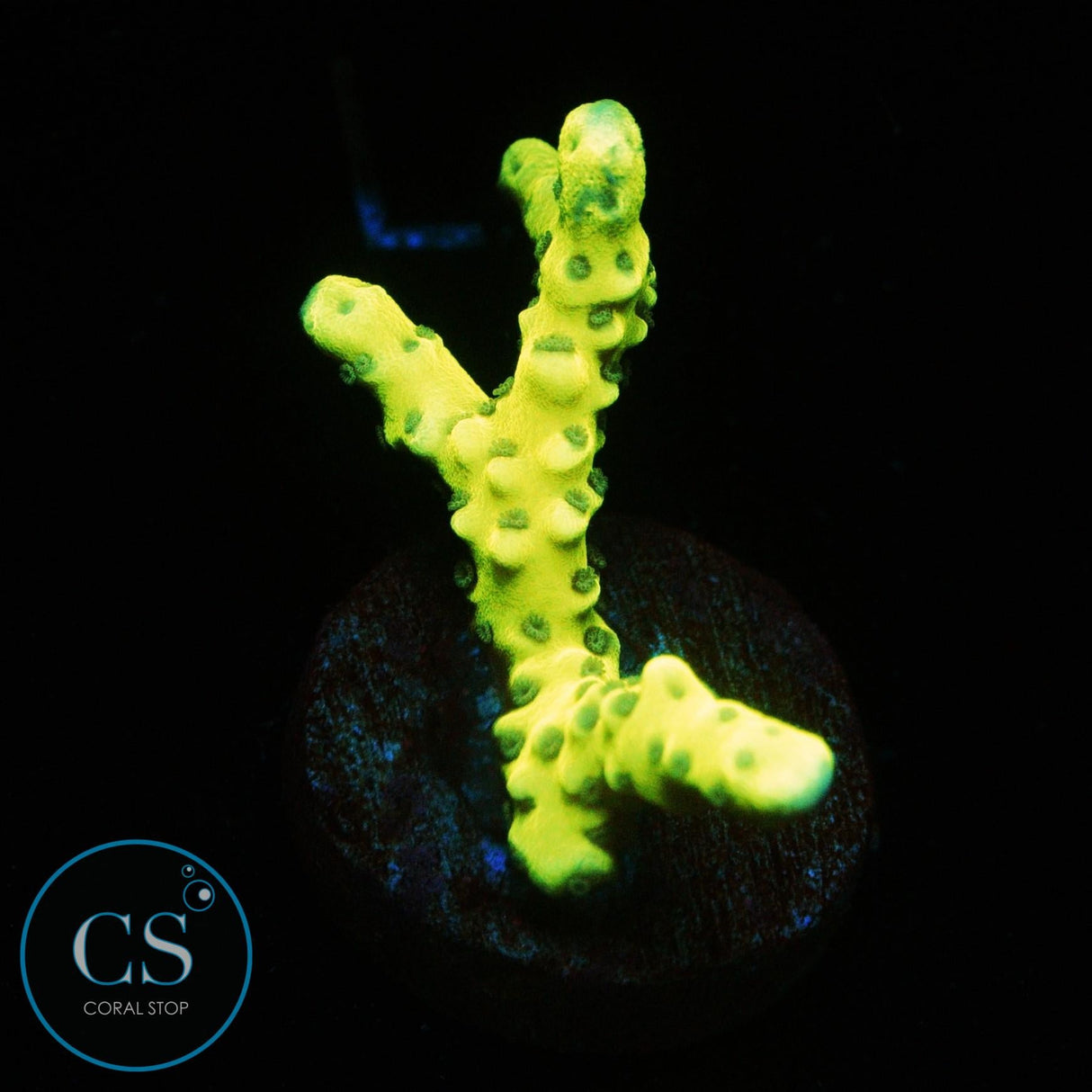 GOLDENROD ANACROPORA