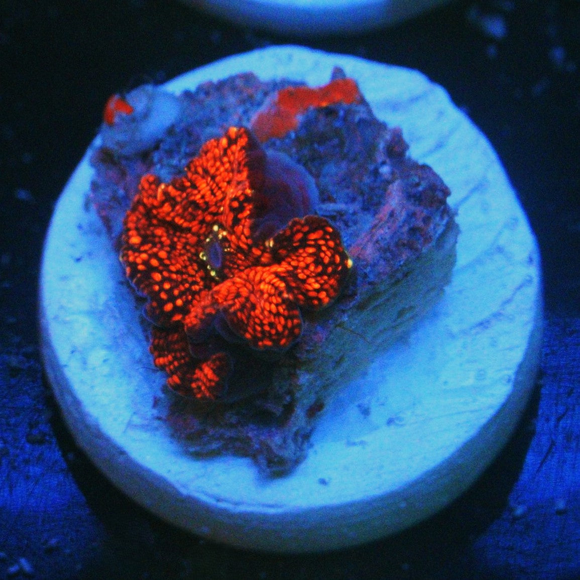 RED DEVIL BOUNCE MUSHROOM