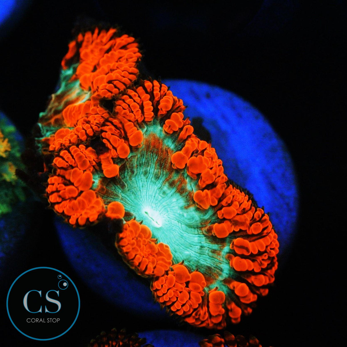 DOUBLE RING OF FIRE BLASTO