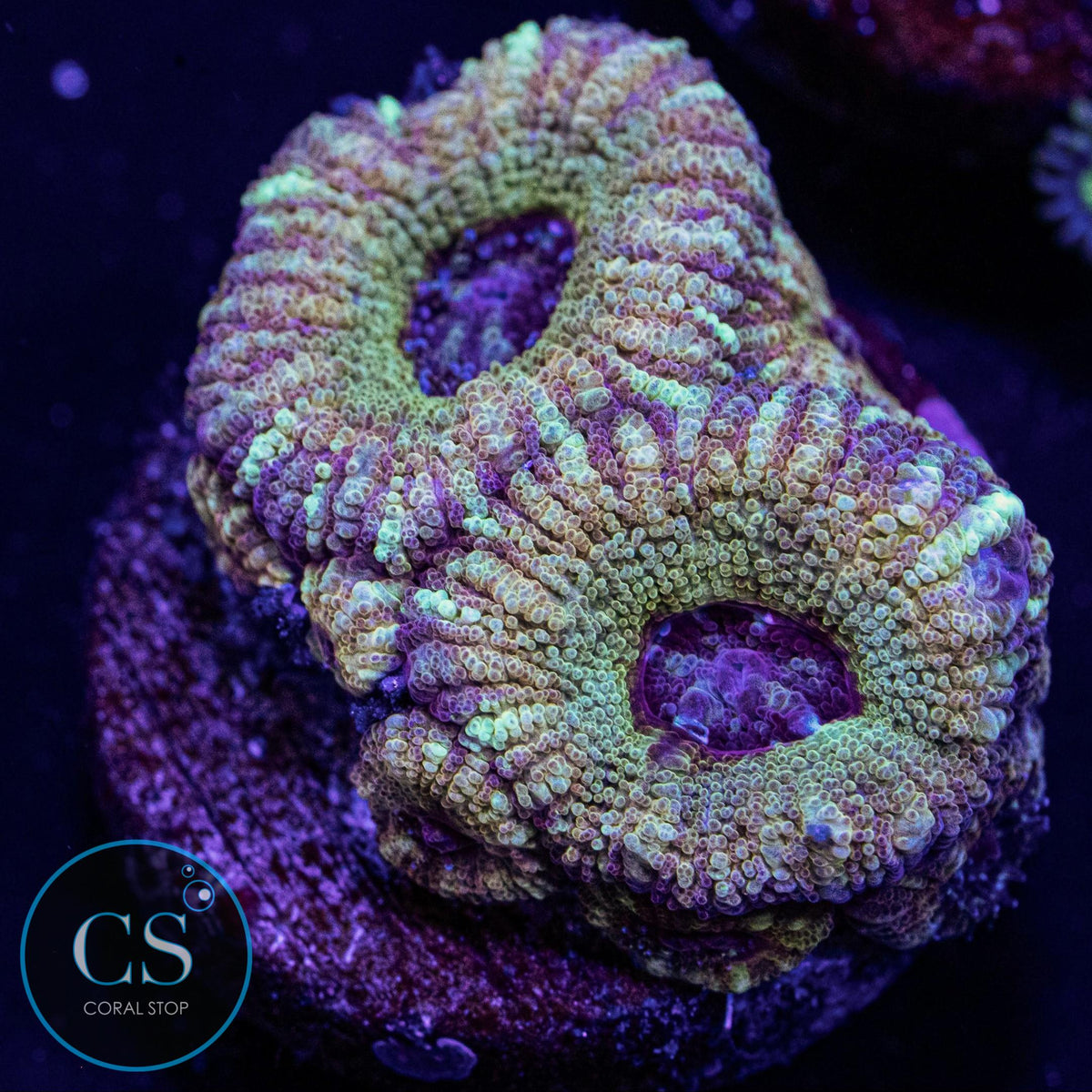 Electric Halo Asian Acan