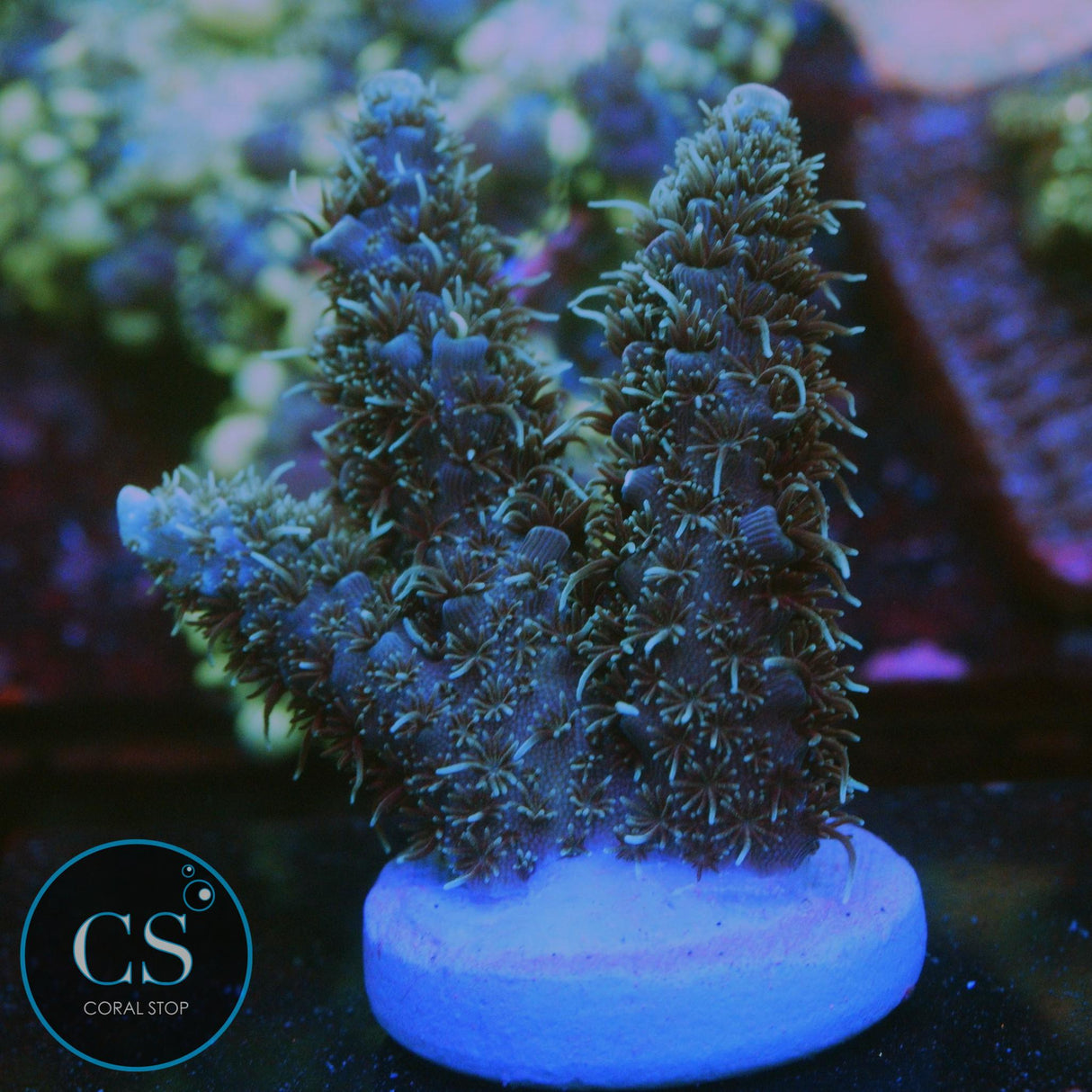 SBB PURPLE PUNCH ACRO