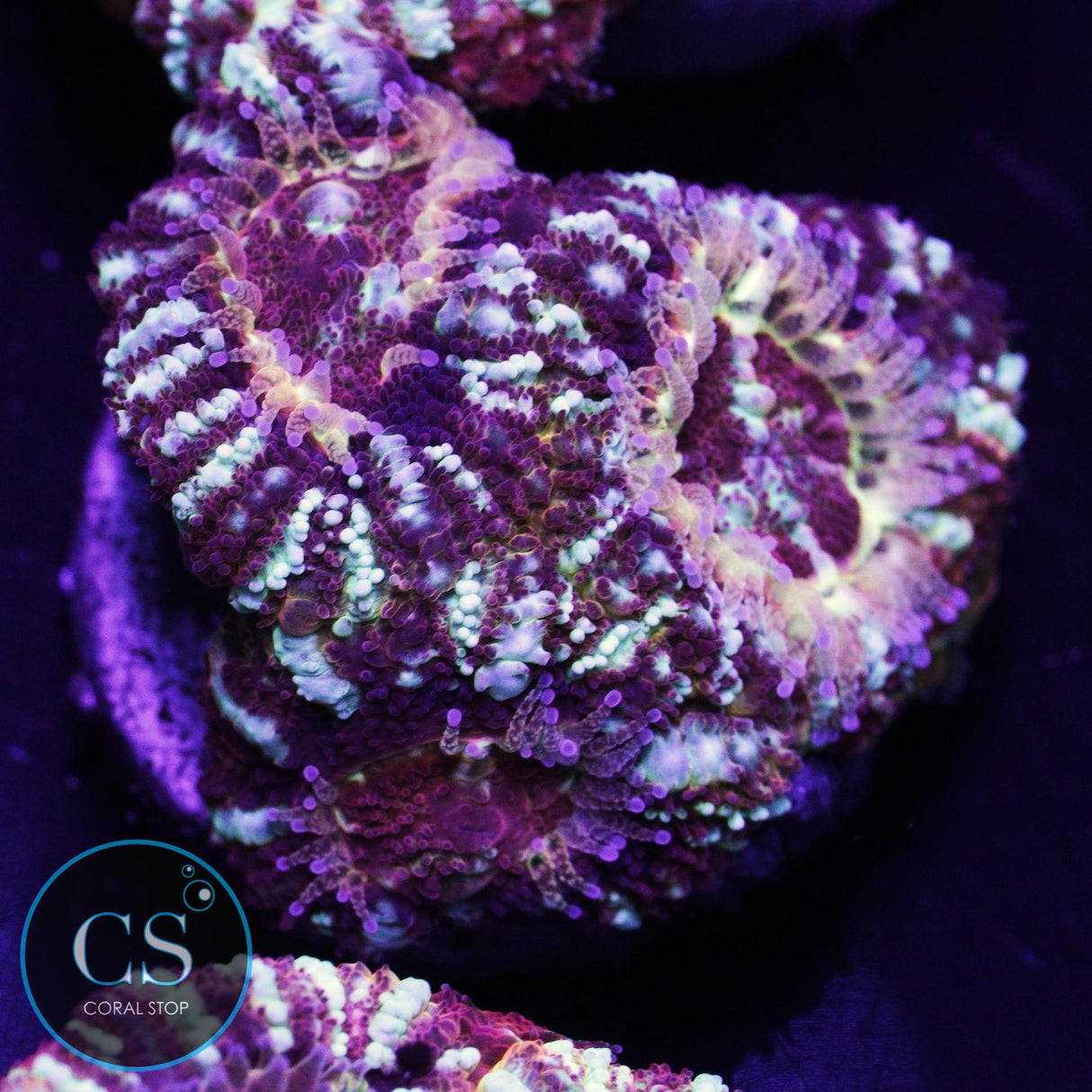 Crime Scene Asian Acan